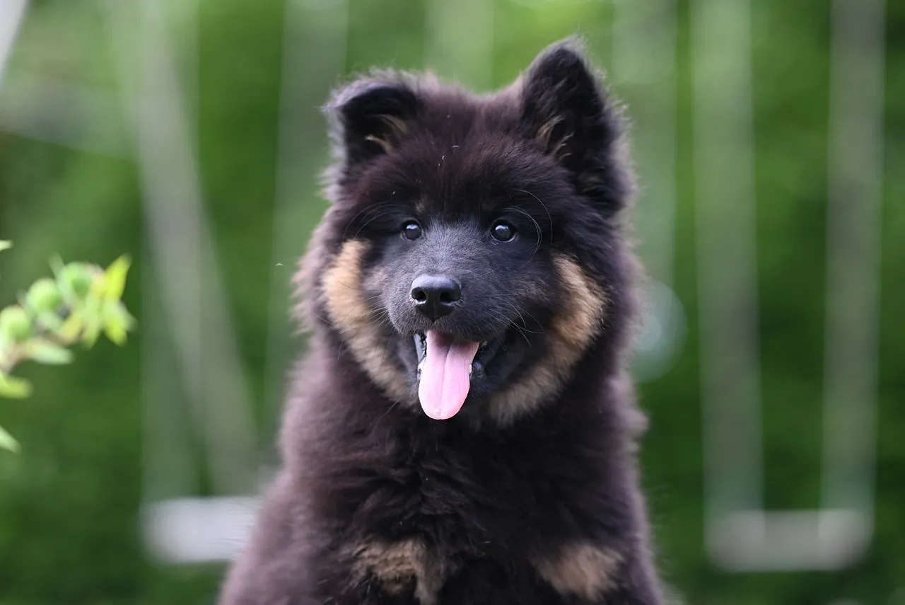 Adorable Eurasier Puppy: Fluffy Joy in Nature
