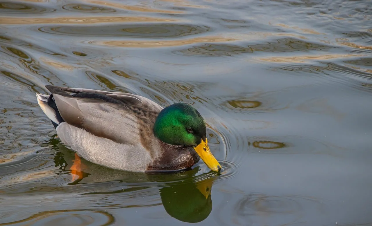 Vibrant Mallard: Serene Reflections on a Calm Lake
