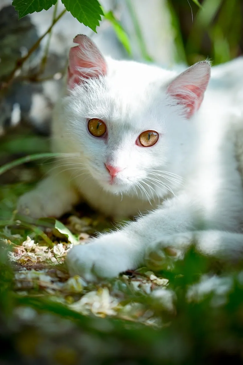 Dazzling White Cat with Golden Eyes in Summer Garden
