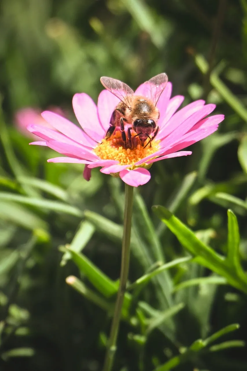 Vibrant Macro: Adorable Bee Pollinating a Pink Daisy