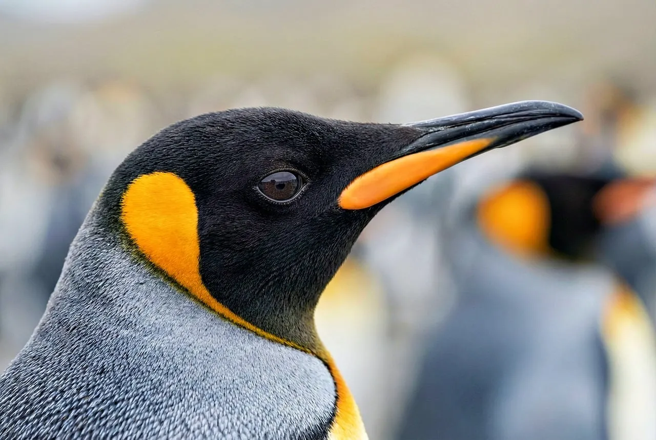 Majestic King Penguin: A Striking Antarctic Portrait