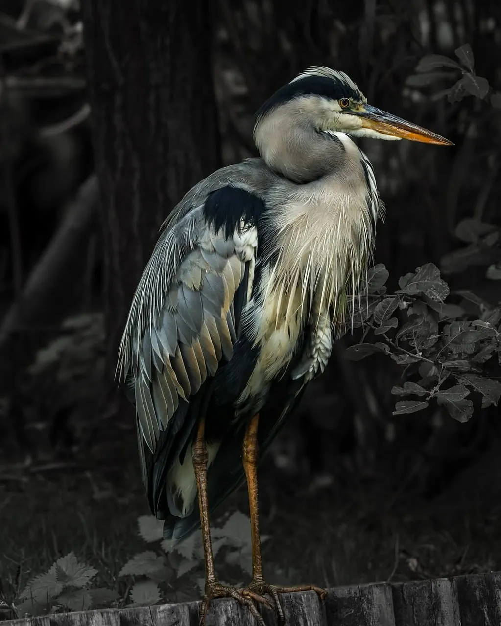 Majestic Grey Heron: Nature's Patient Hunter in Detail