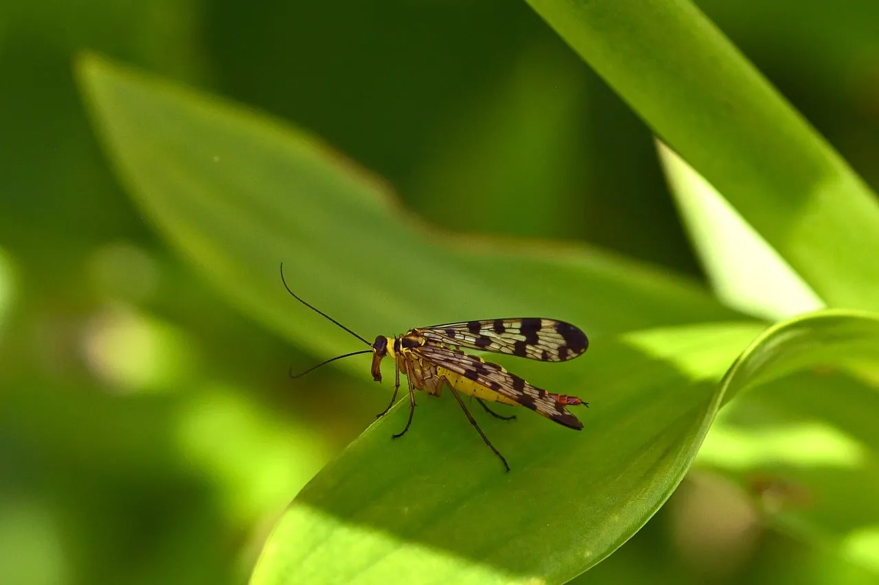 Stunning Macro: Scorpionfly on Vibrant Green Leaf