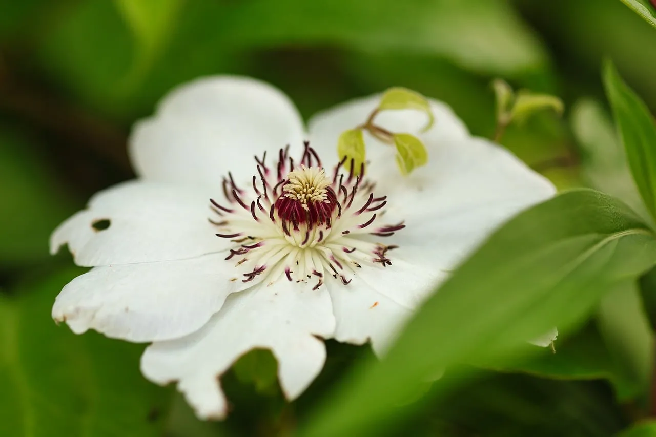 Stunning White Freesia: Macro Beauty in Nature's Embrace