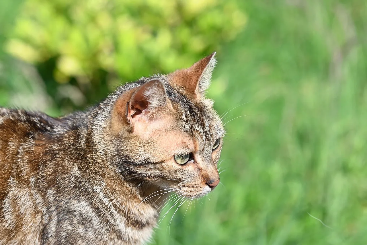 Captivating Gaze: Curious Tabby Cat in Sunny Nature