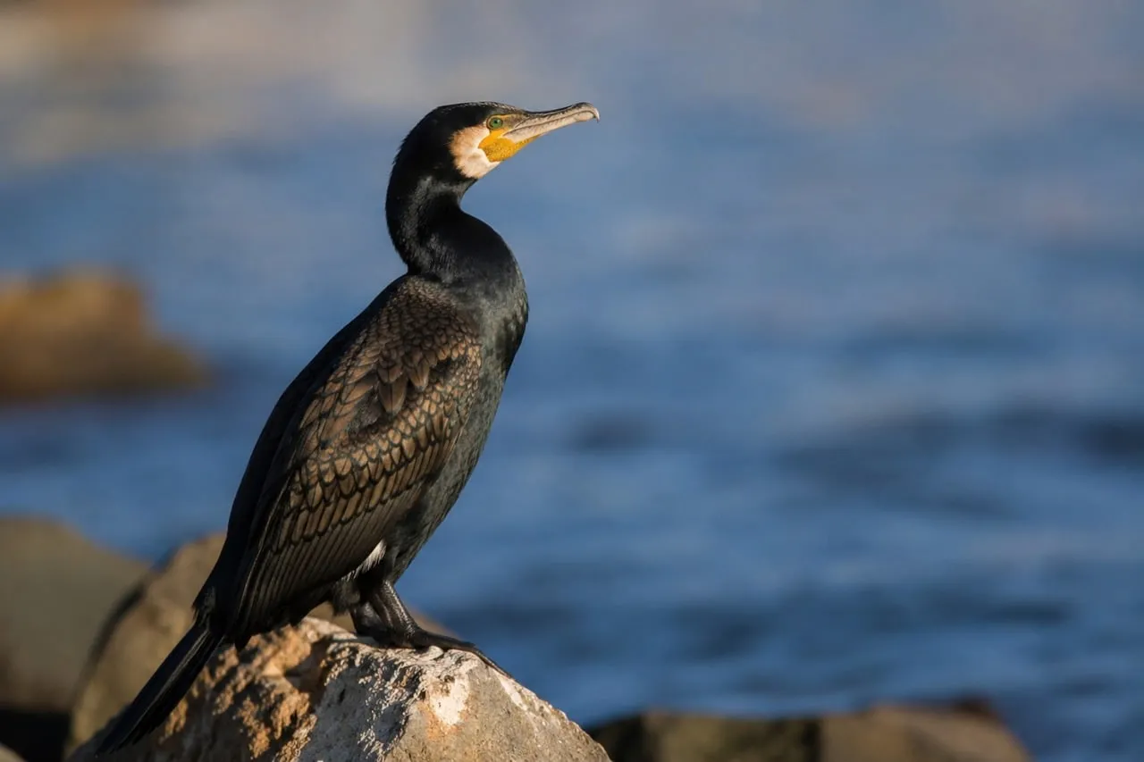 Majestic Cormorant Gaze at Sunset Seascape
