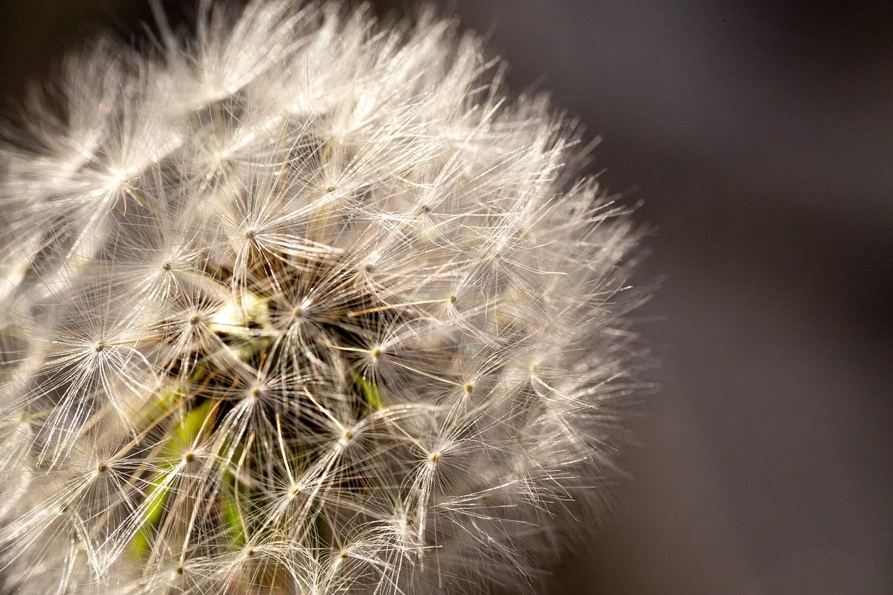 Breathtaking Dandelion Seedhead: Macro Beauty in Nature's Detail