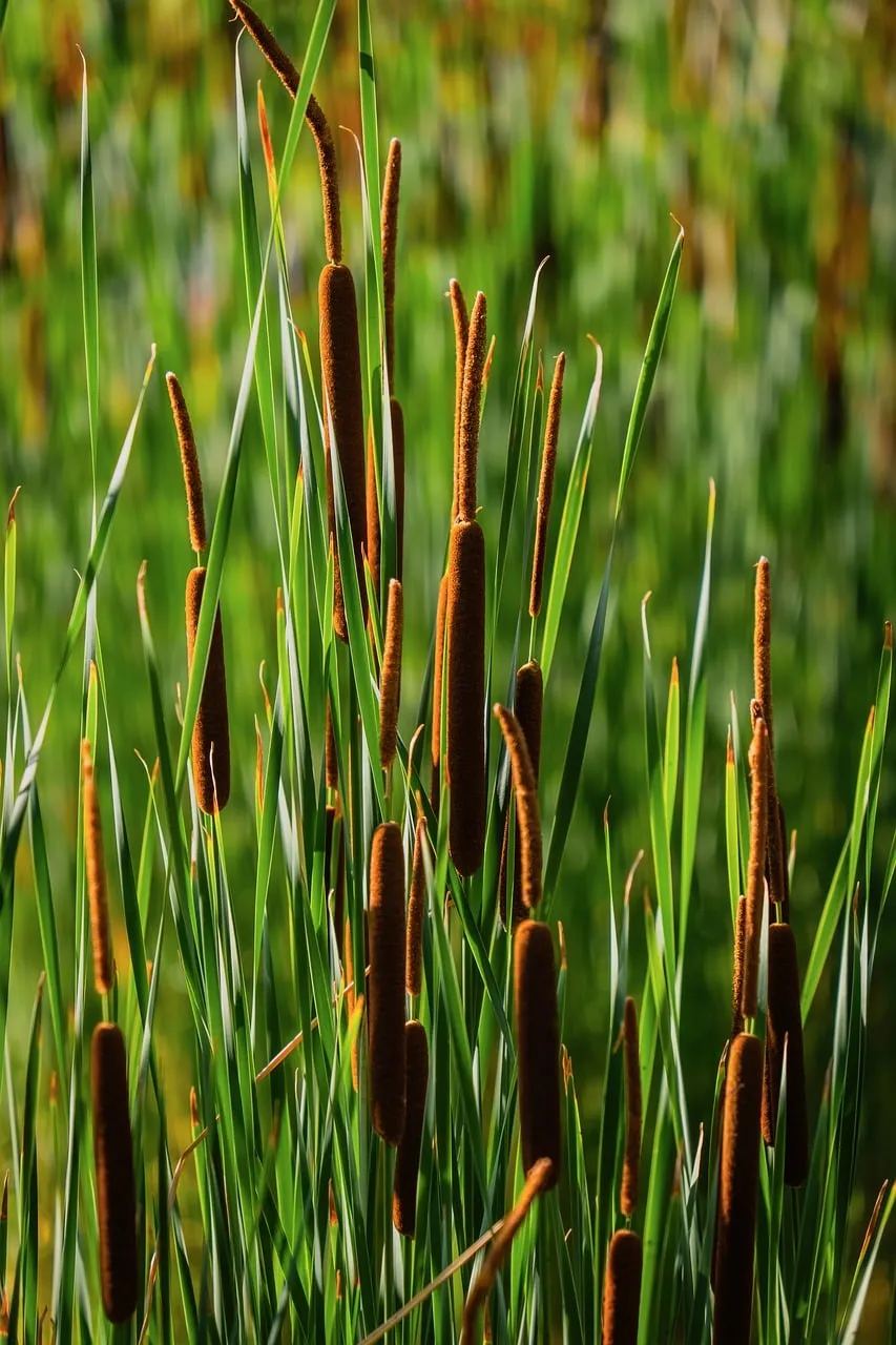 Vibrant Cattails: A Glimpse into Nature's Wetland Wonders