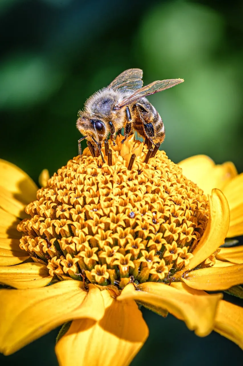 Vibrant Macro: Honey Bee on Golden Bloom Wallpaper