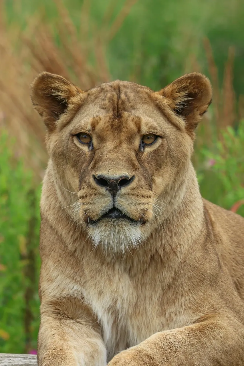 Majestic Lioness: Queen of the Wild Jungle