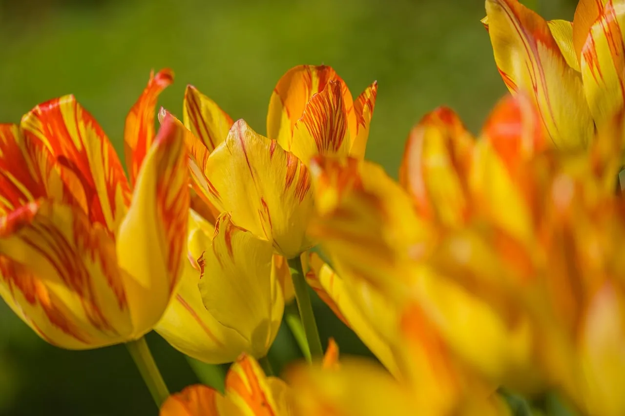 Vibrant Yellow-Red Tulips in Sunlight: A Macro Spring Bloom