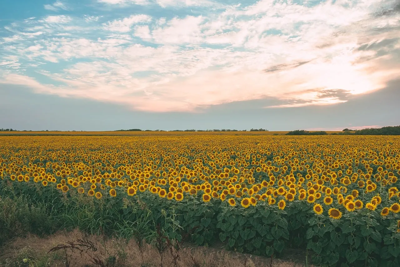 Breathtaking Golden Sunflower Field Under a Summer Sky