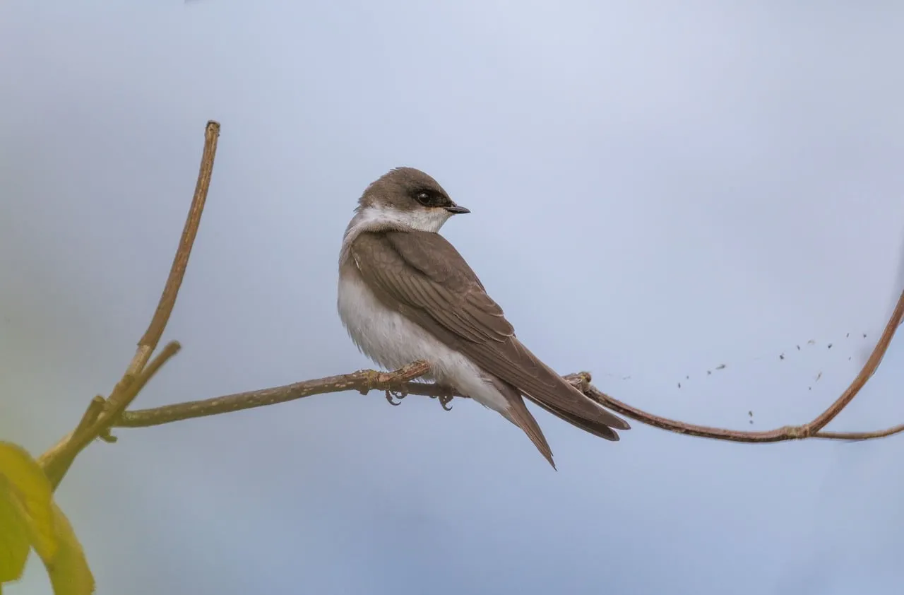 Stunning Swalow Portrait: Nature's Graceful Avian Beauty