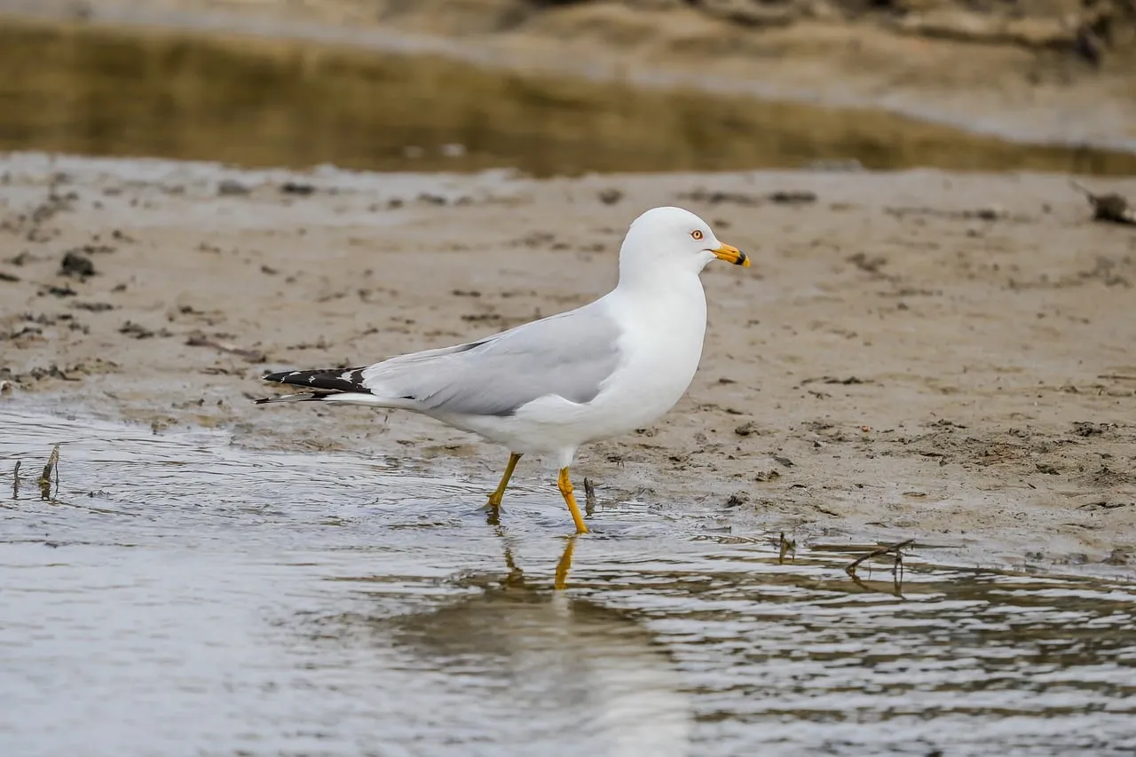 Graceful Gull: Majestic Seabird on the Sandy Shore