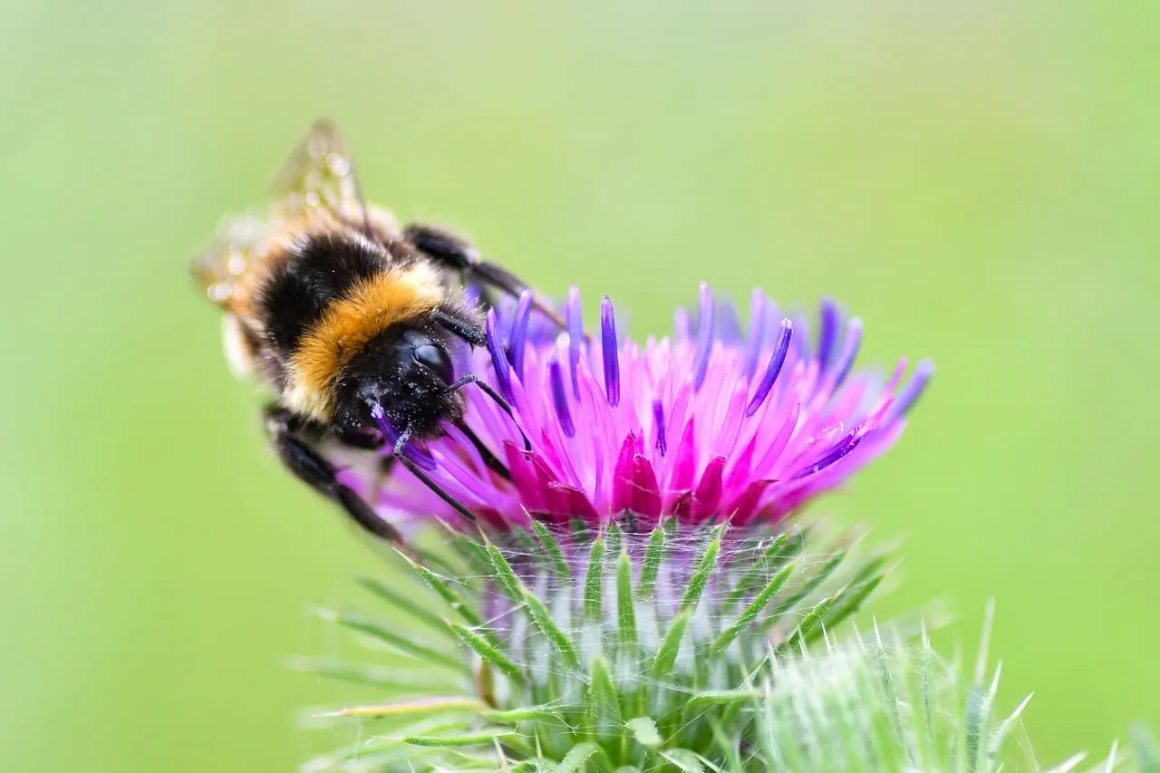 Vibrant Thistle Bloom: Bumblebee's Delicate Pollination Dance