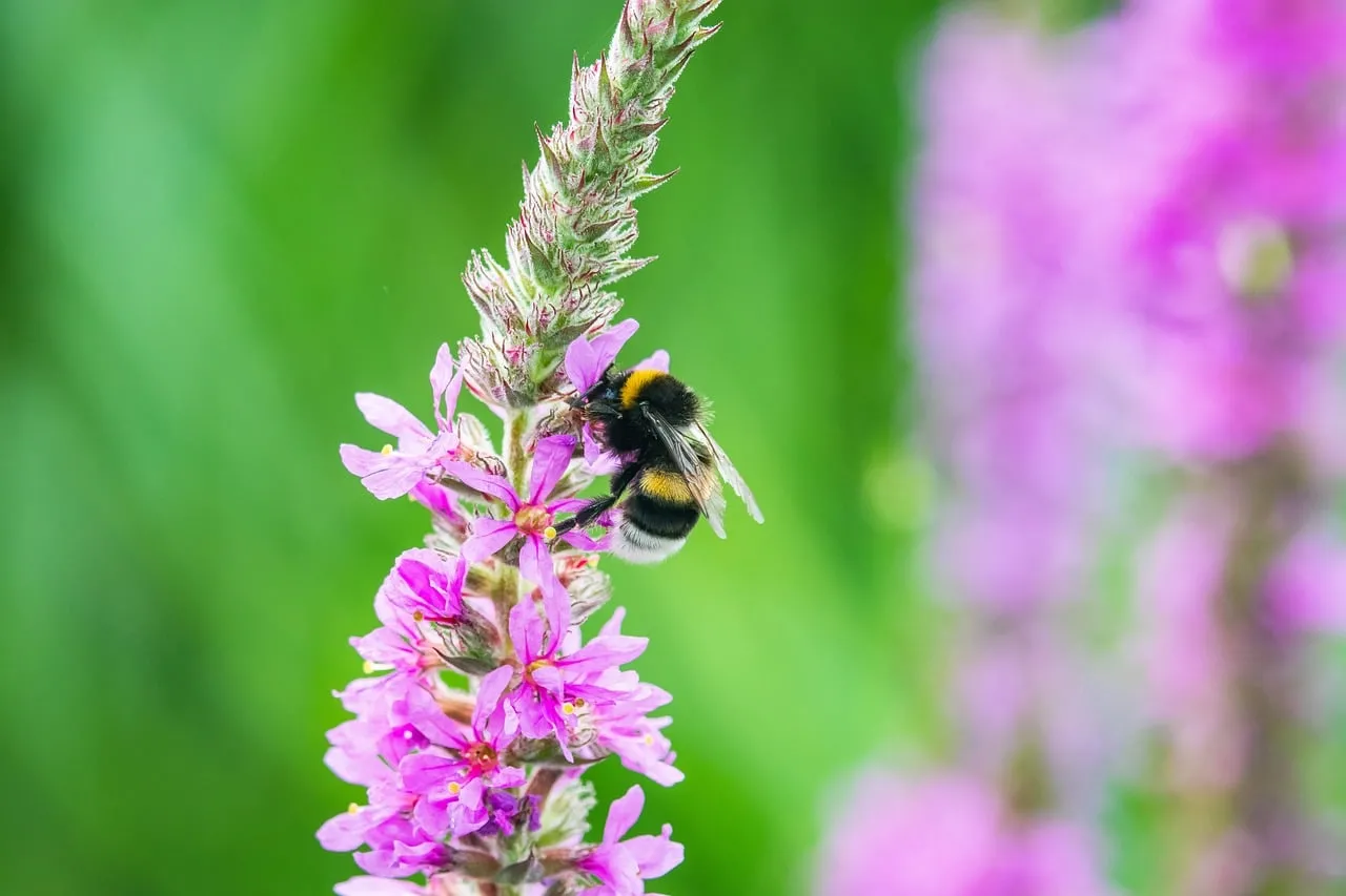 Vibrant Bumblebee on Purple Wildflowers: Nature's Summer Harmony