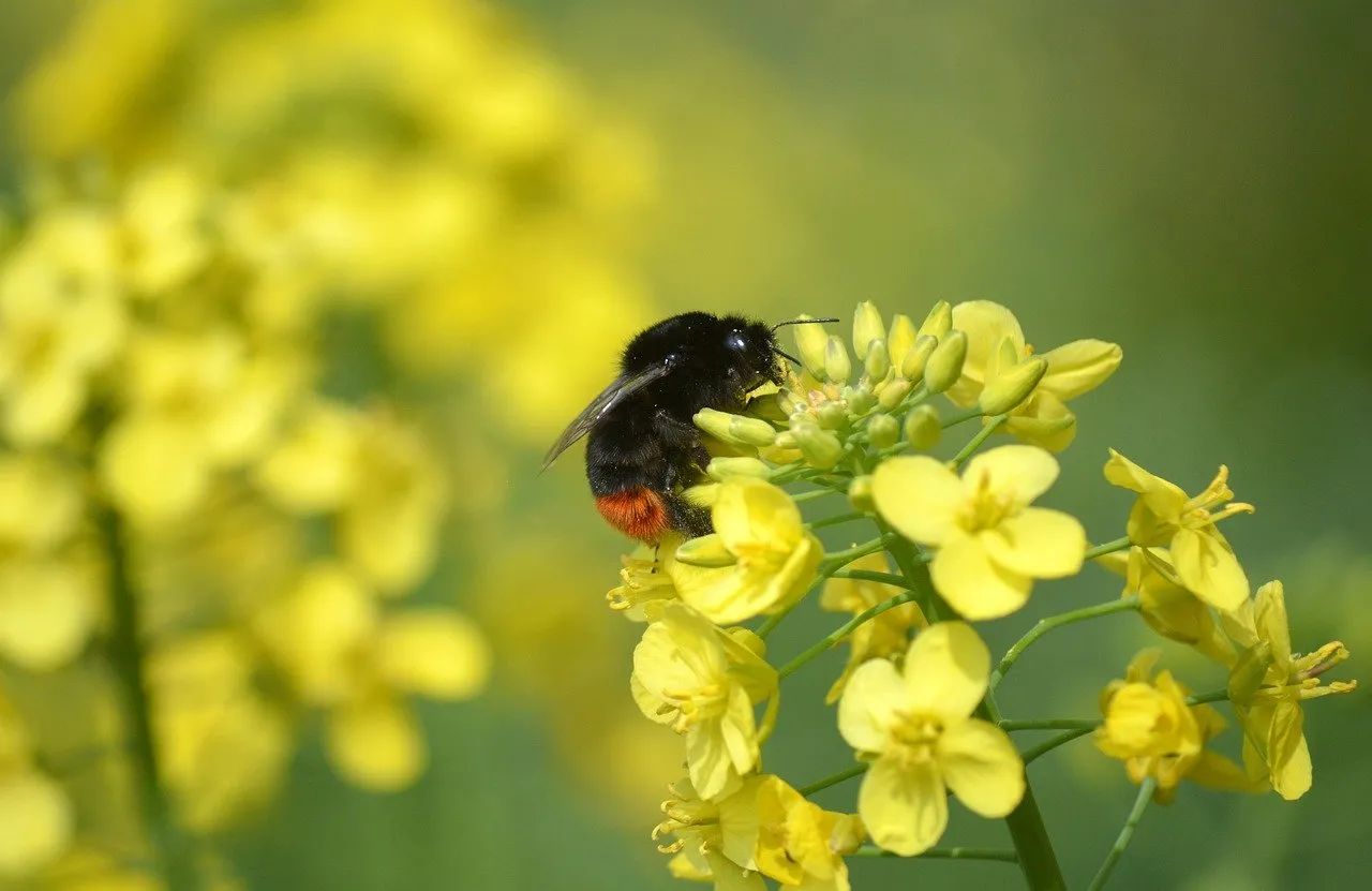 Vibrant Bumblebee Pollinating Rapeseed Blossoms in Spring