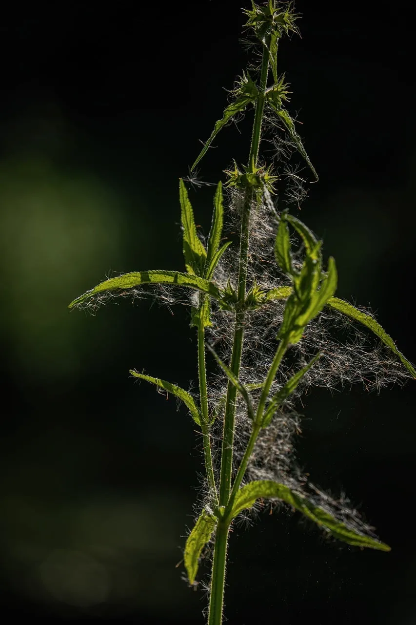 Enchanting Green Nettle with Delicate Cobweb Details