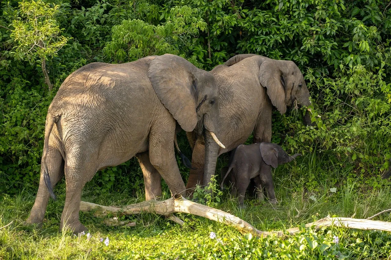 Tender Uganda Elephant Family Walks Through Lush Savannah
