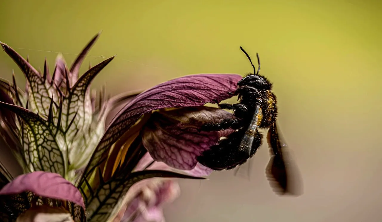 Vibrant Macro: Bumblebee on Purple Wildflower