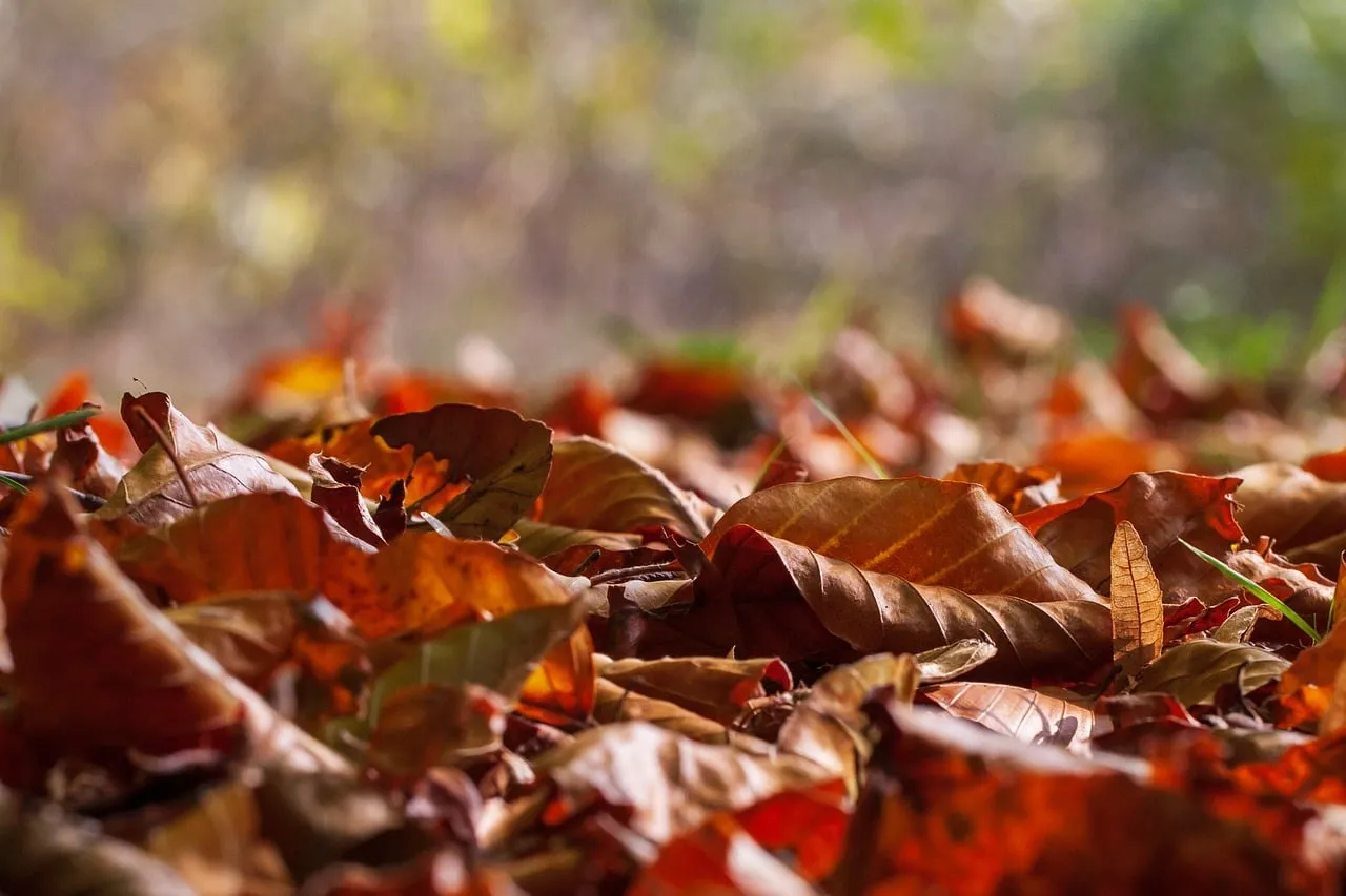 Vibrant Autumn Hues: A Ground-Level Perspective of Fallen Leaves