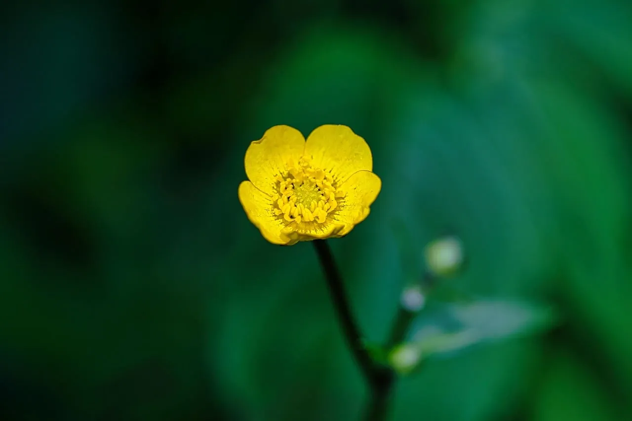 Vibrant Yellow Buttercup: A Macro Beauty