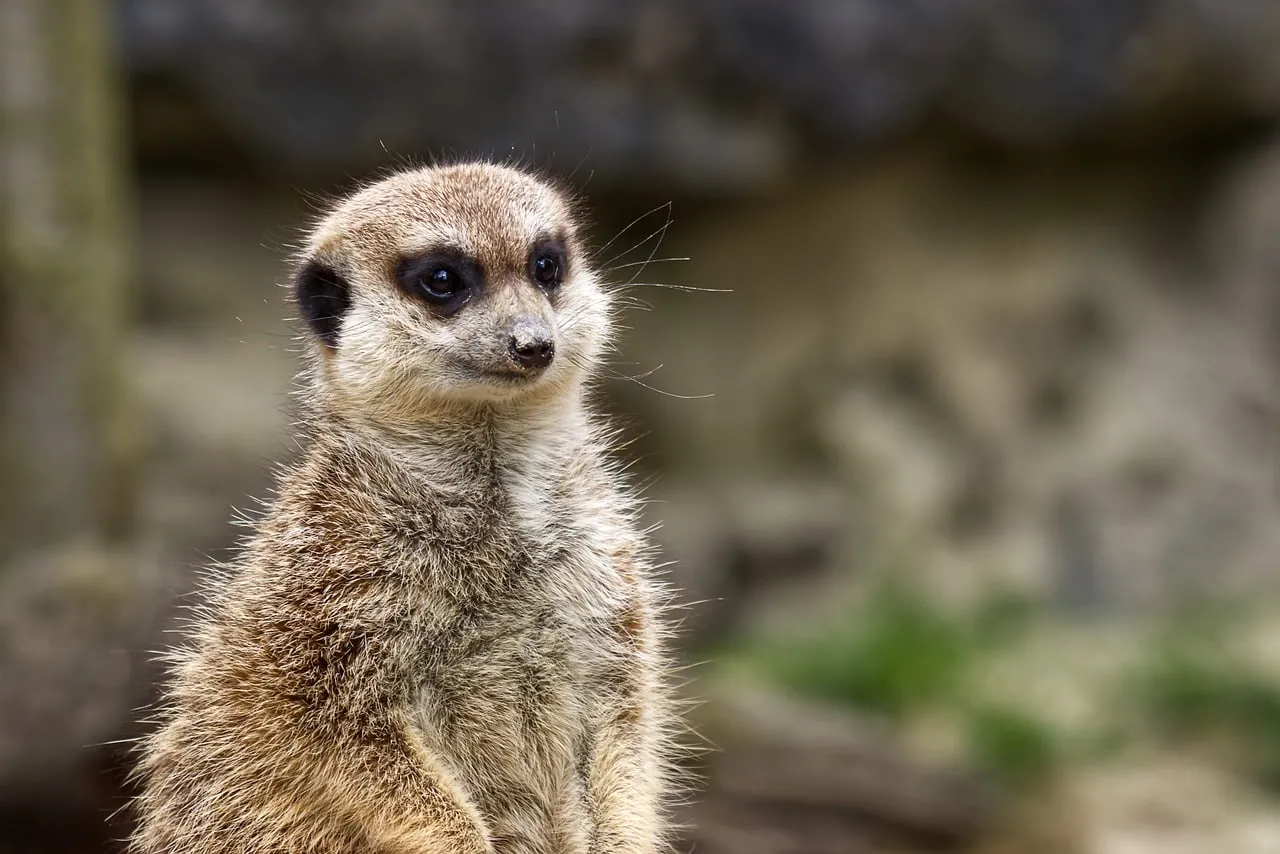 Alert Meerkat Portrait: Nature's Watchful Sentinel