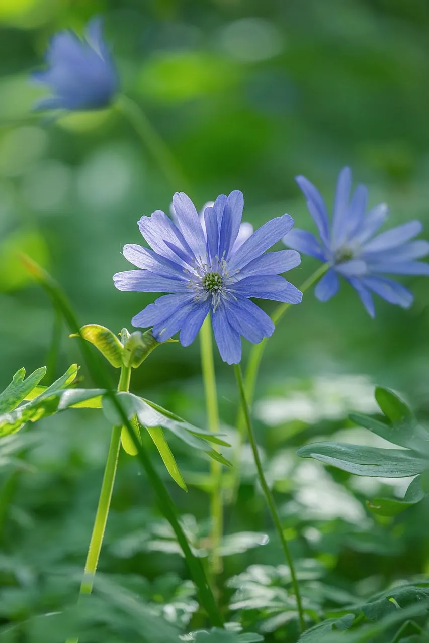 Vibrant Blue Anemone in Spring Garden Macro
