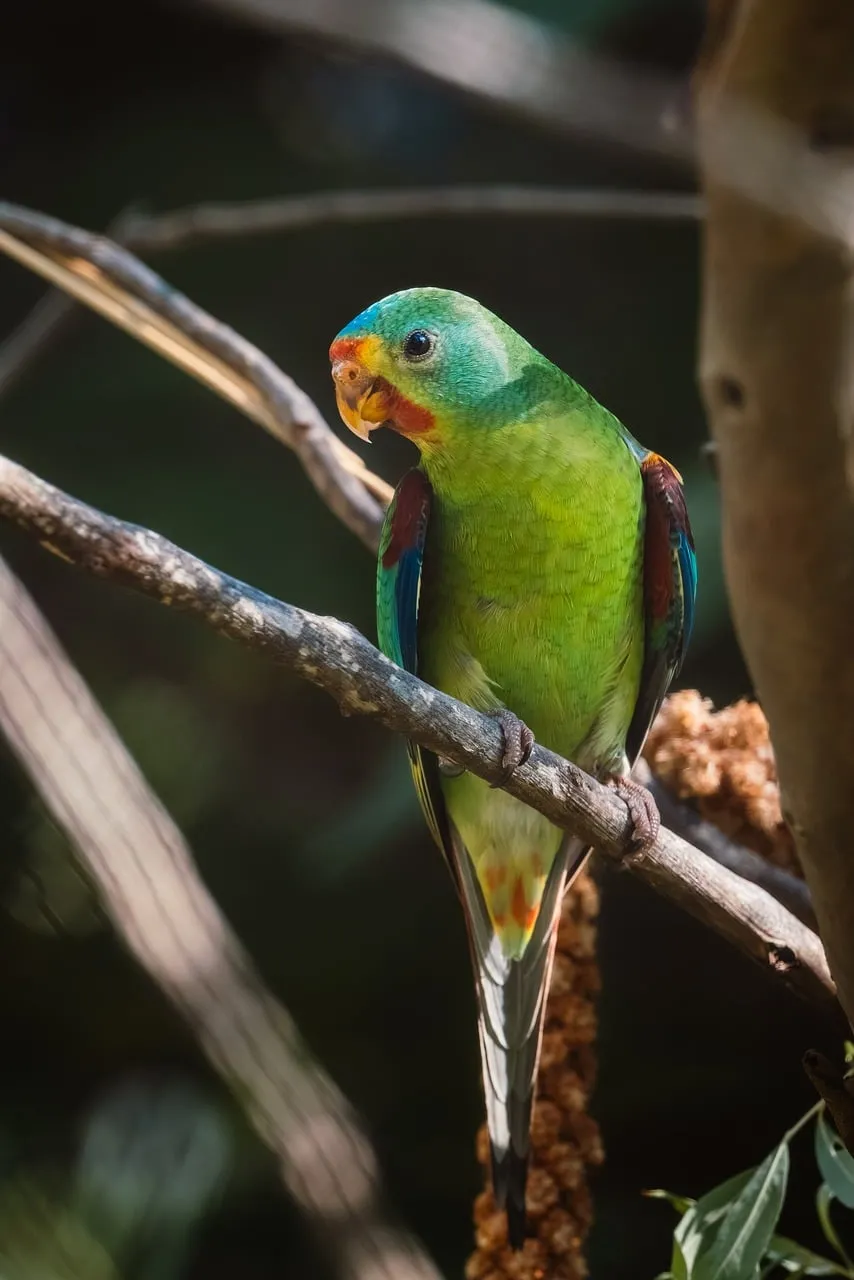 Vibrant Budgerigar Perched: Exotic Bird Wallpaper