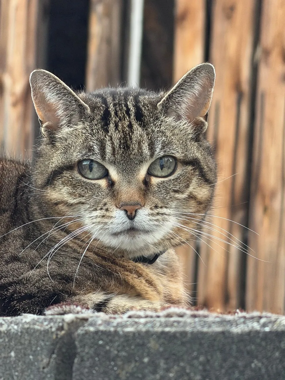 Captivating Feline Gaze: A Striking Tabby Cat Portrait