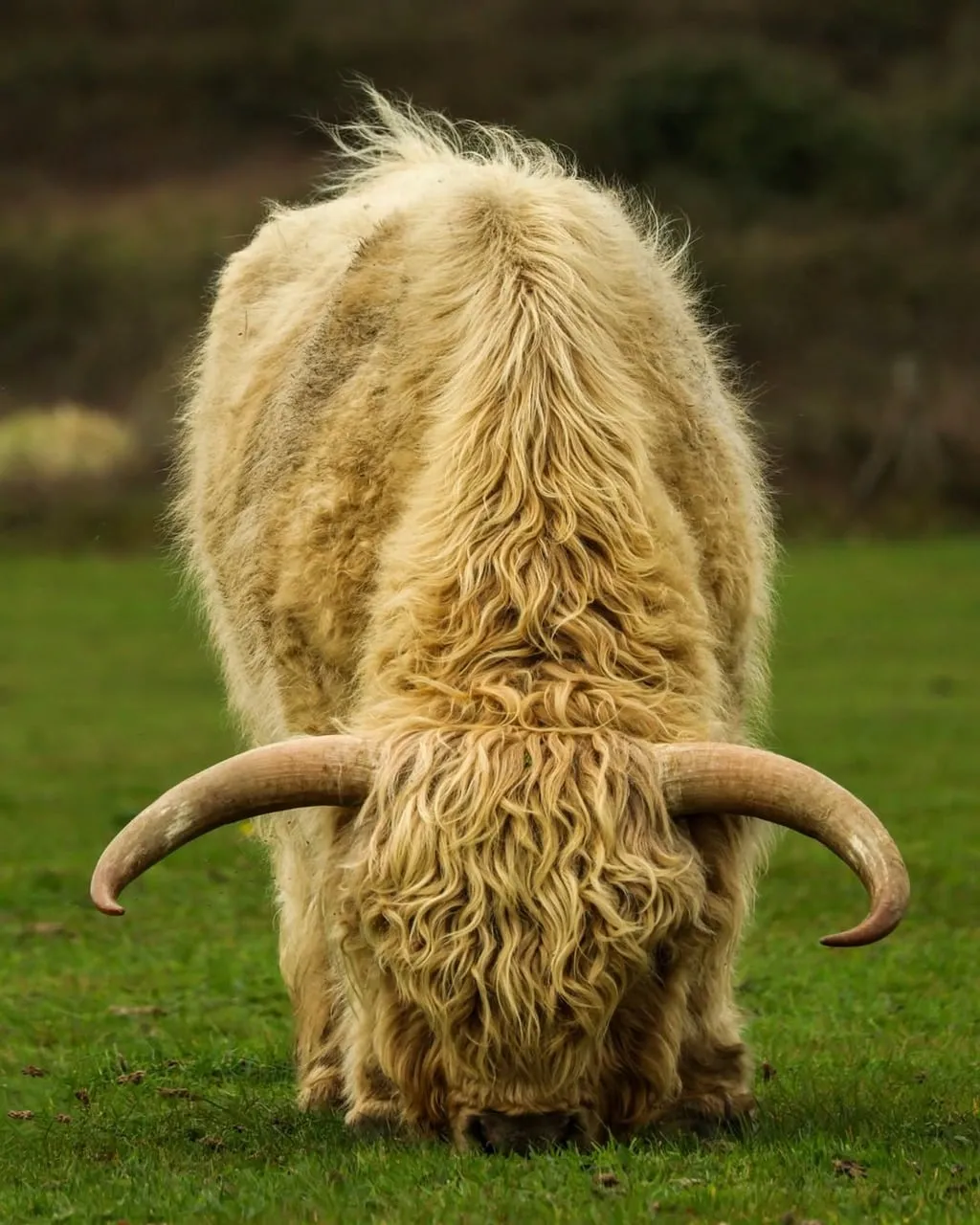 Majestic Shaggy Highland Cow Grazing in Green Pasture