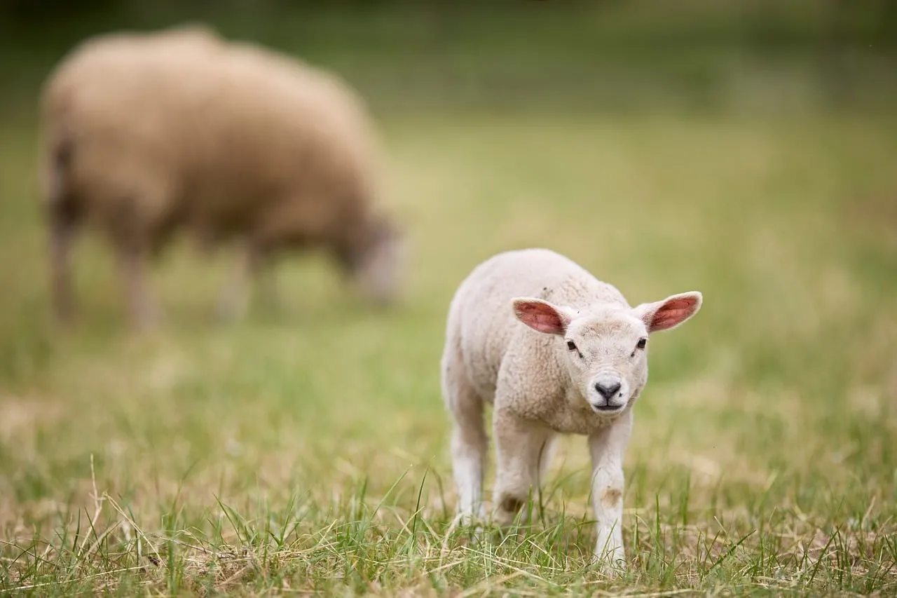 Adorable Lamb's First Steps in a Spring Meadow