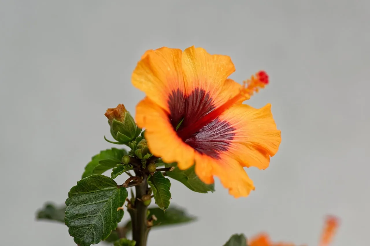 Vibrant Orange Hibiscus: A Close-Up Floral Beauty