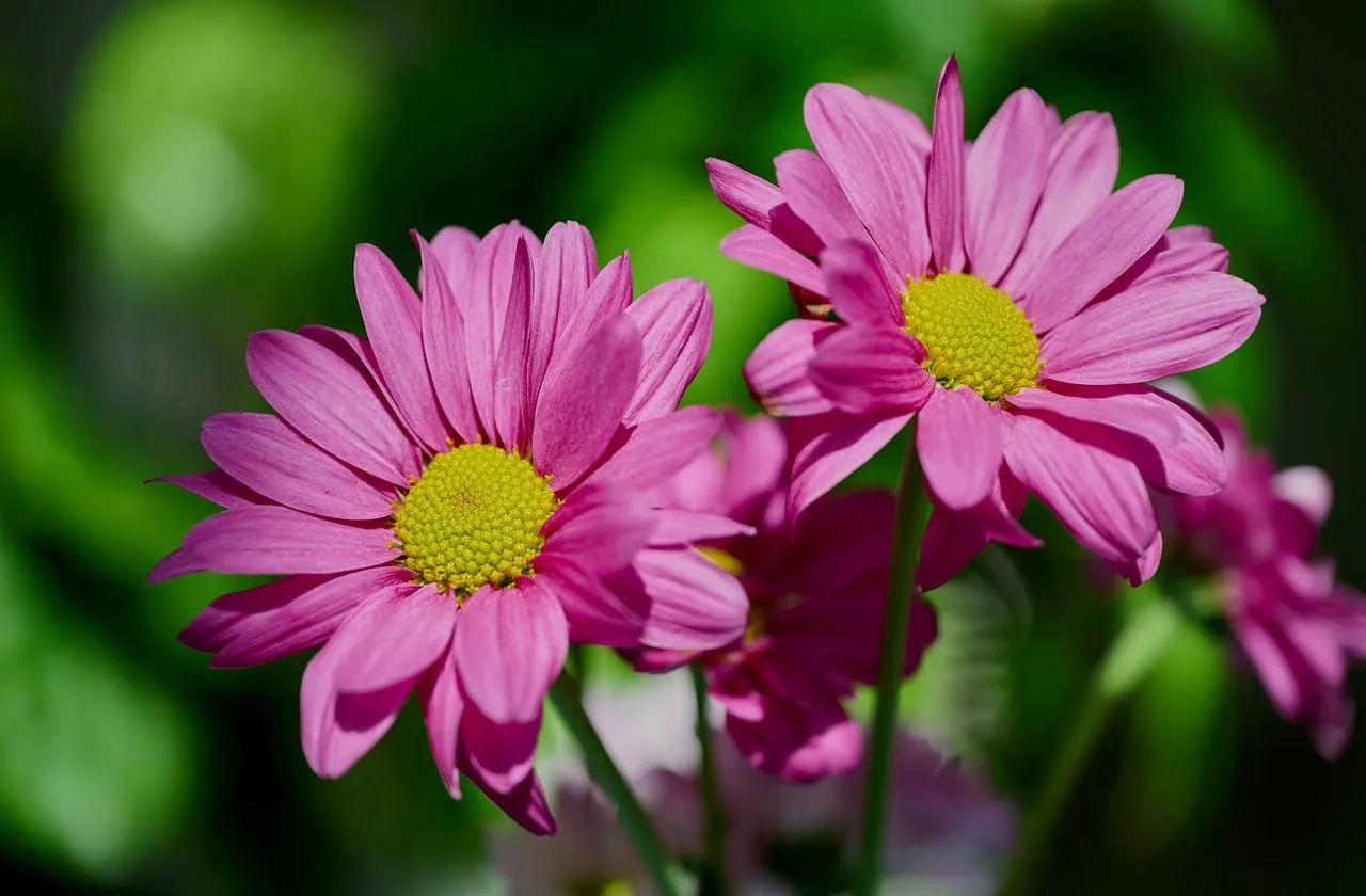 Vibrant Pink Daisies: Macro Beauty in Spring Bloom