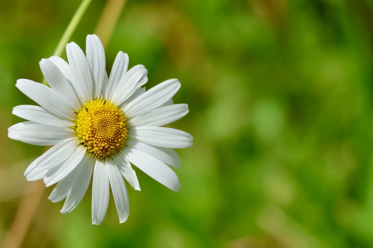 Stunning Daisy: Macro Shot of Nature's Purity