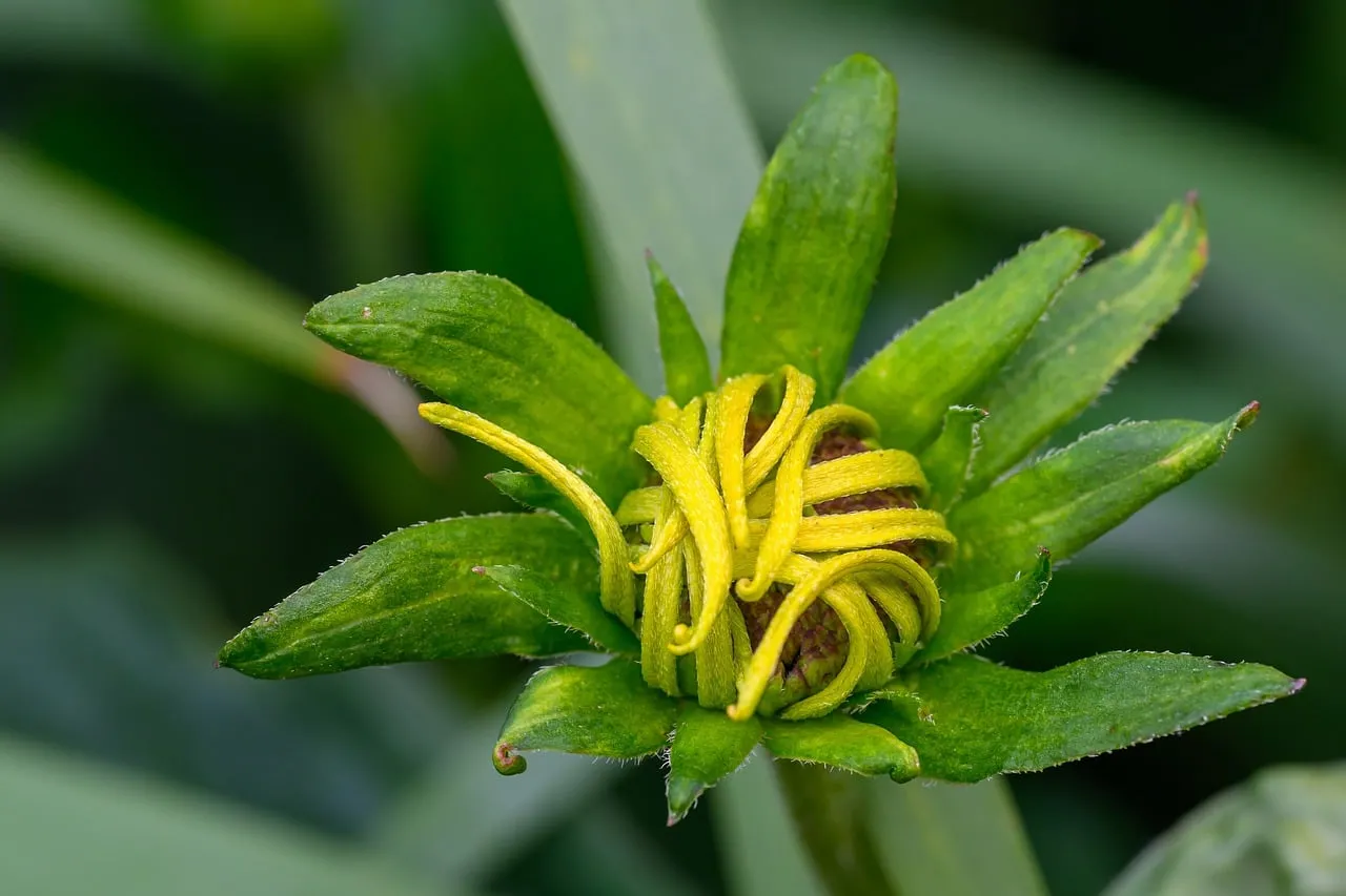 Vibrant Yellow Flower Bud Unfurling in Macro Detail