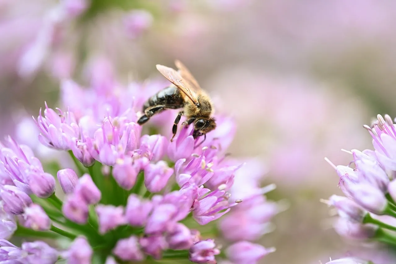 Vibrant Spring: Bee Pollinating Delicate Purple Blooms