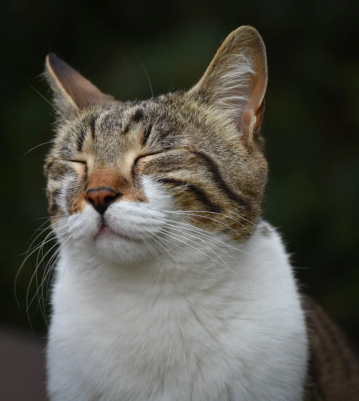 Serene Grey Cat: Napping in Golden Sunlight