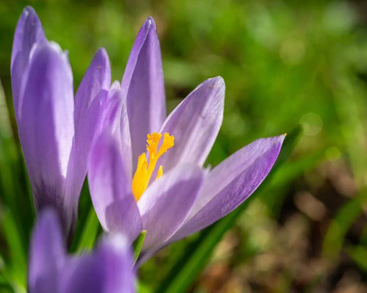 Vibrant Purple Crocus: A Stunning Close-up of Spring's Awakening