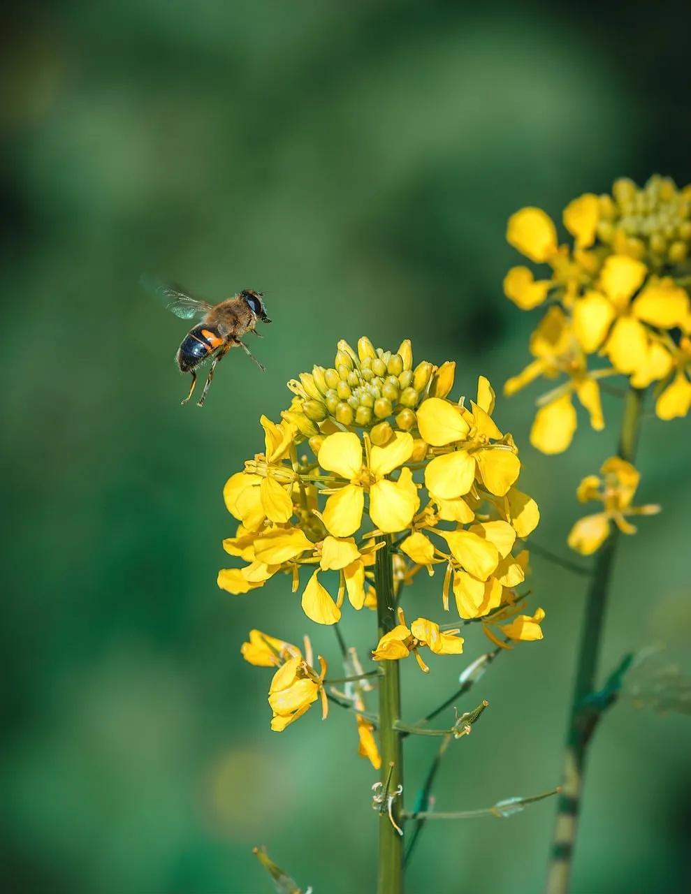 Vibrant Spring: Bee in Flight Towards Golden Yellow Wildflowers