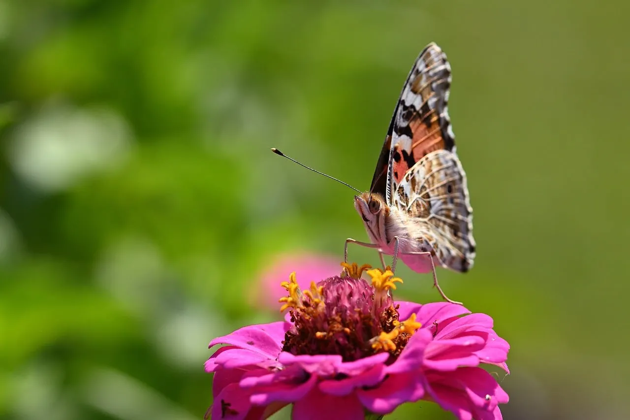 Vibrant Zinnia: Butterfly's Graceful Summer Perch