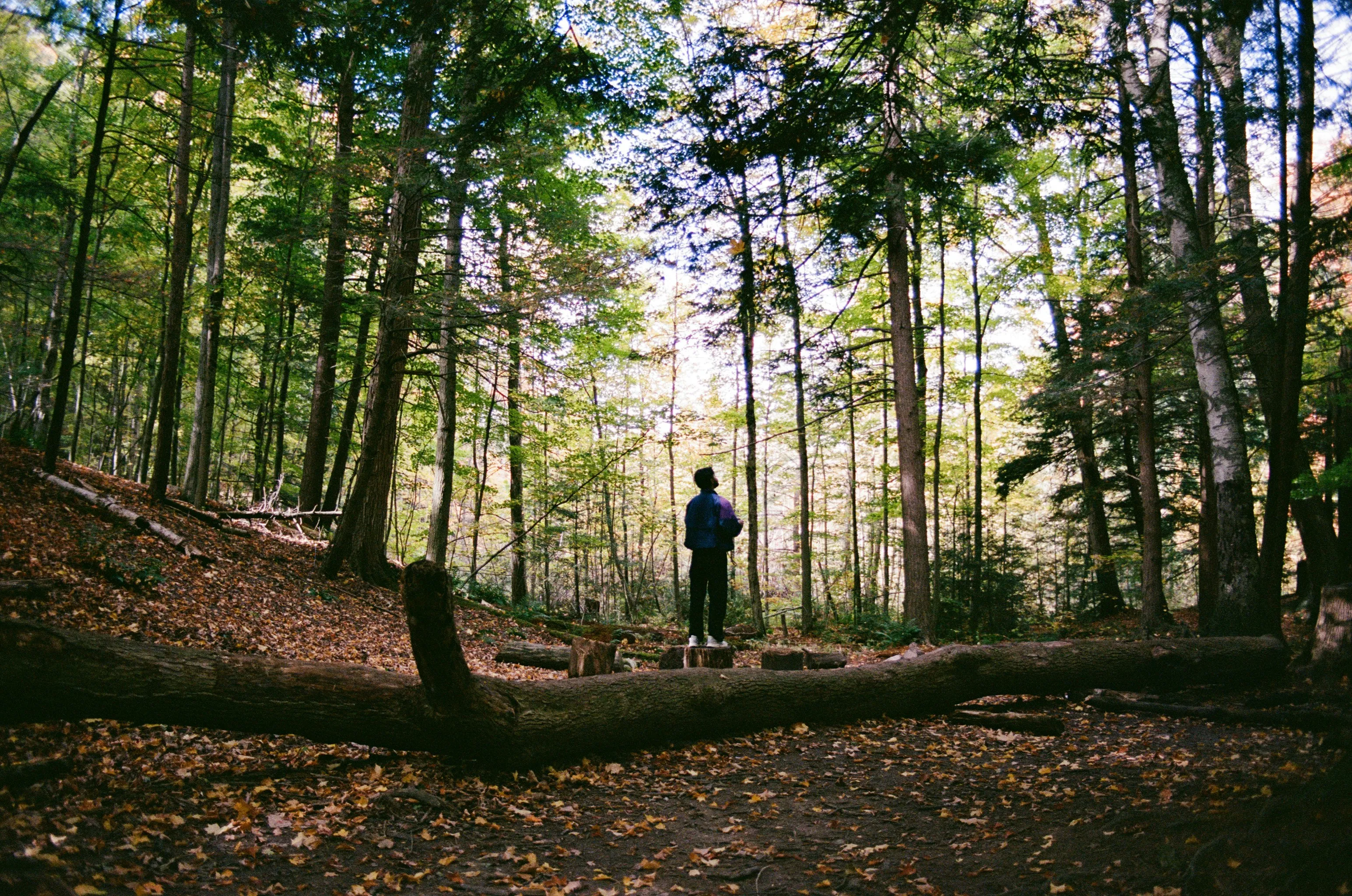 Enigmatic Figure Bathed in Forest Sunlight