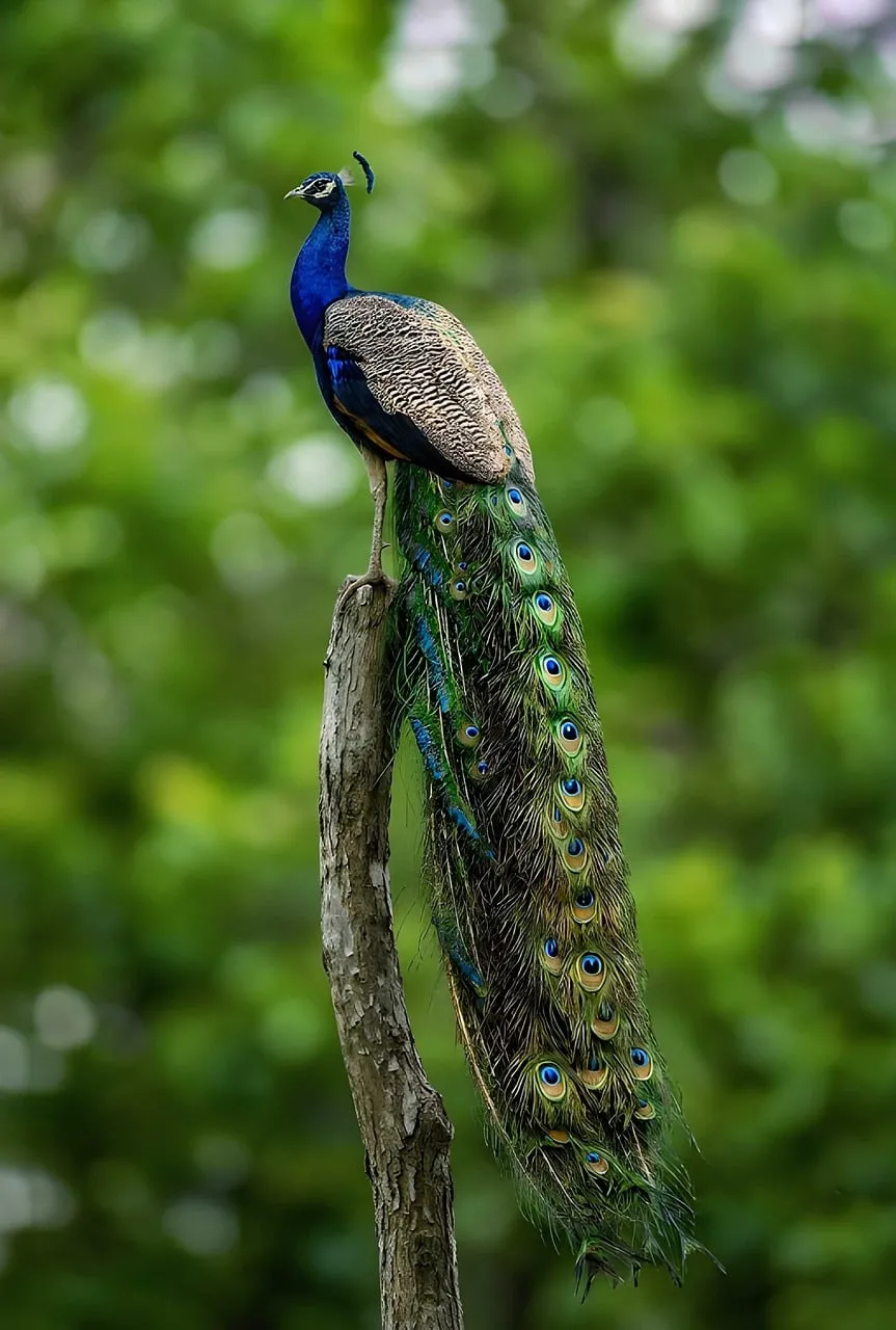 Majestic Peacock: A Symphony of Colors in Nature's Embrace