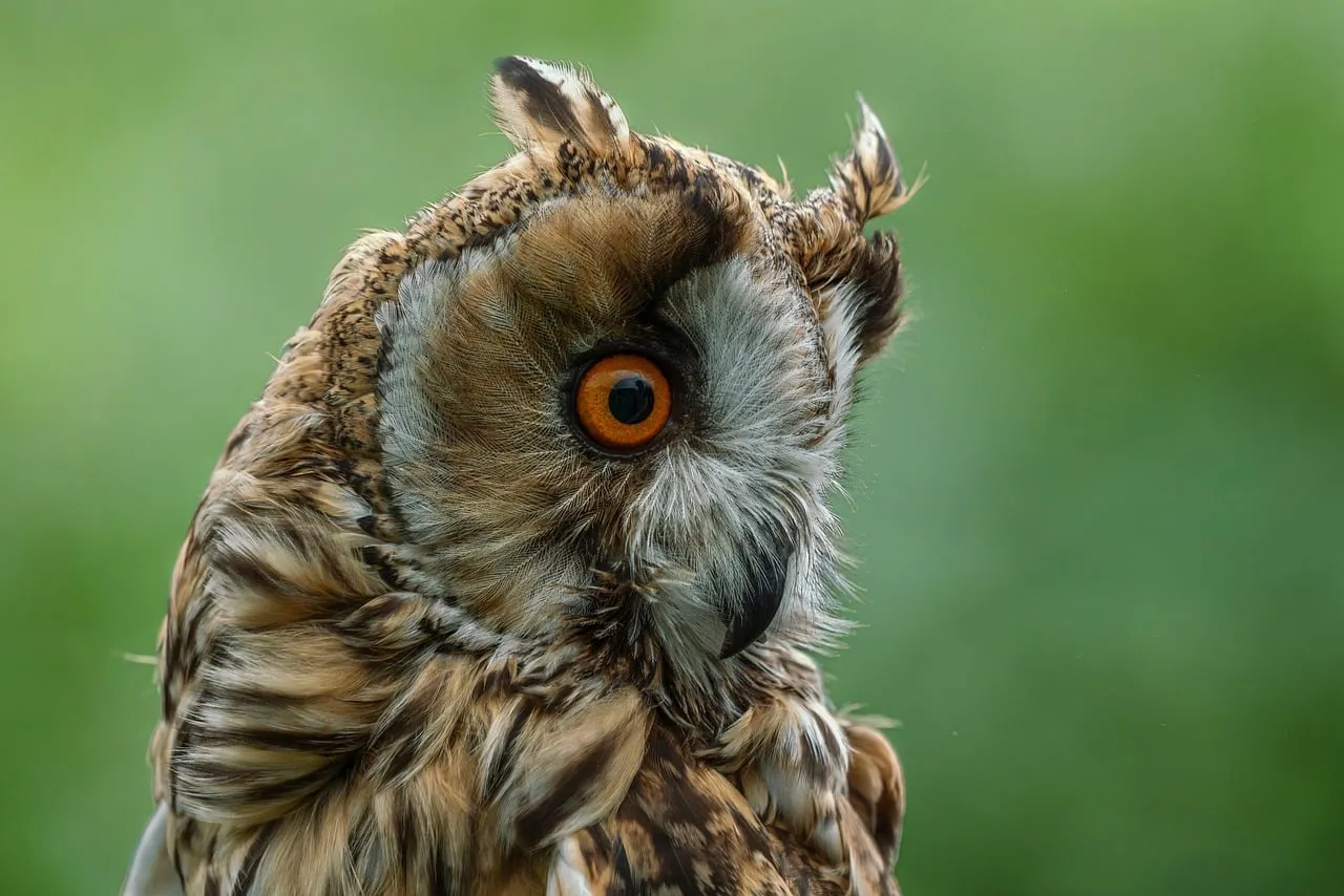 Intense Gaze: Captivating Long-Eared Owl Portrait