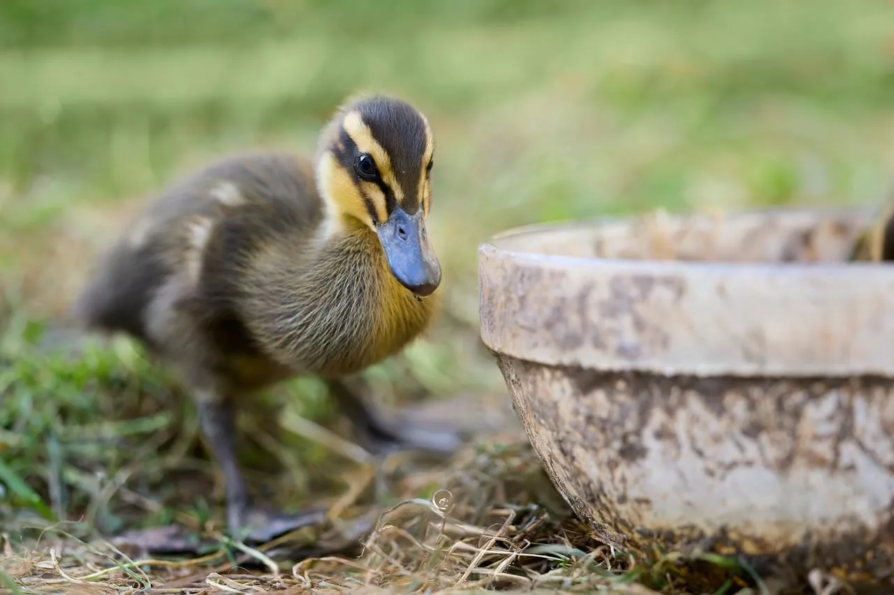 Adorable Duckling's Springtime Curiosity