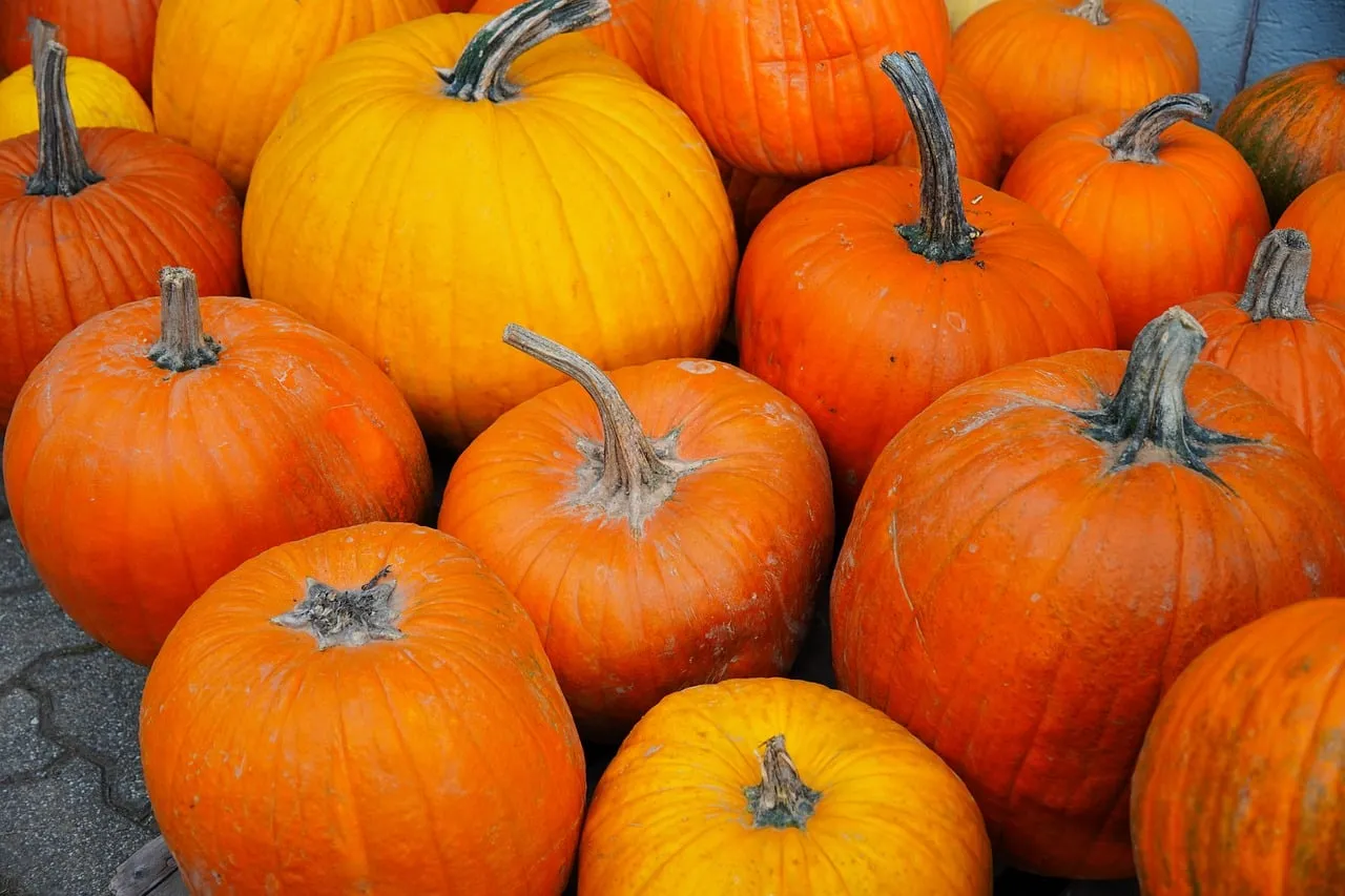 Vibrant Autumn Harvest: A Bounty of Colorful Pumpkins