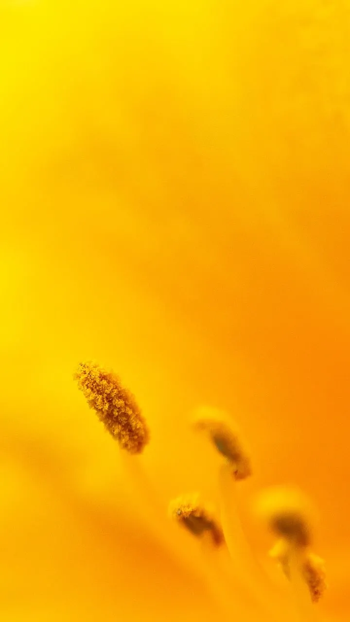 Vibrant Yellow Bloom Macro: Golden Flower Stamen Detail