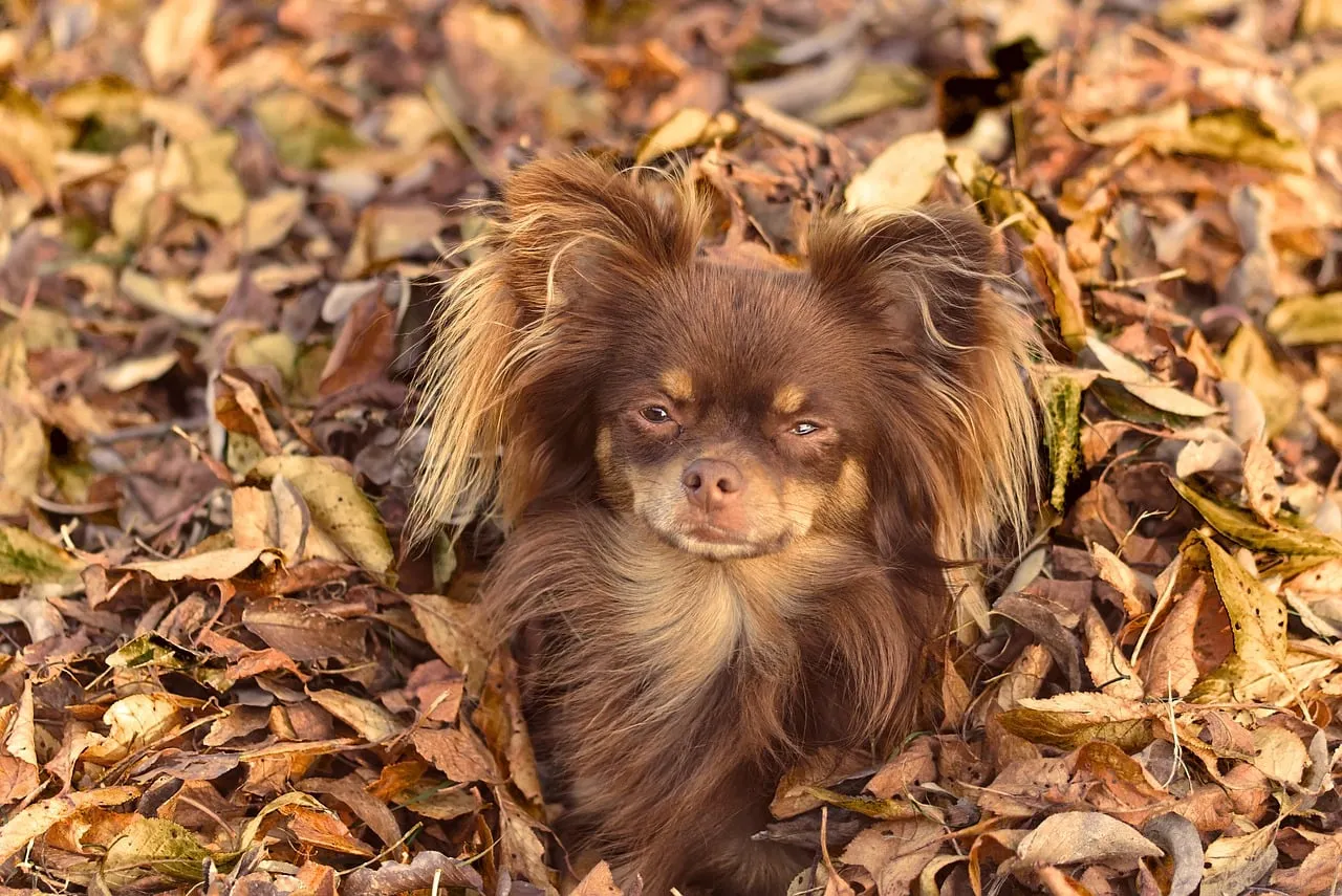 Adorable Chihuahua Puppy Blends into Autumn Leaves