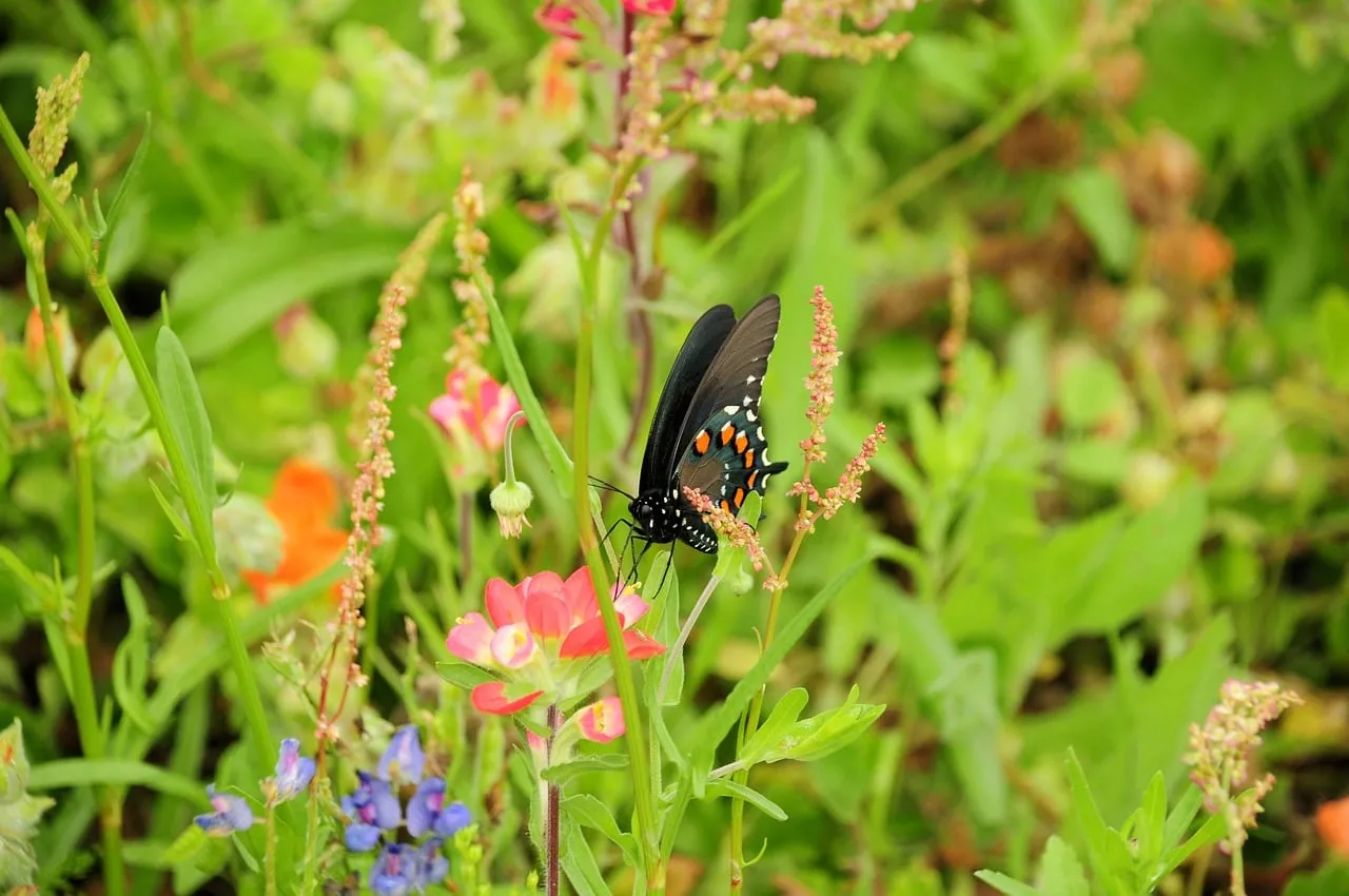 Vibrant Spring Butterfly on Wildflowers in a Lush Garden