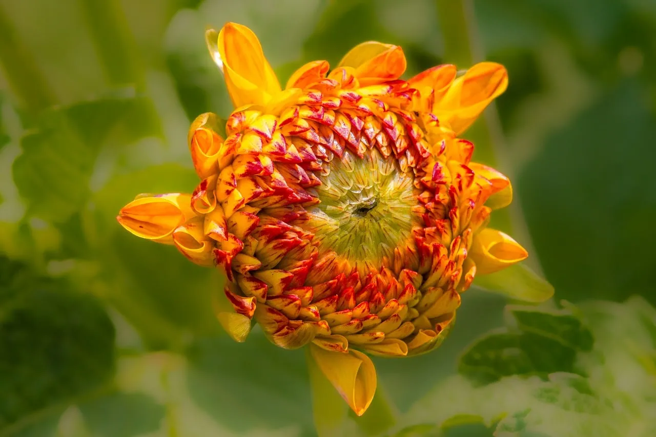 Vibrant Dahlia Unveiling: A Summer Blossom in 4K
